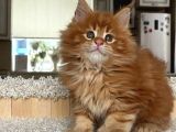 Poly Mainecoon Xl