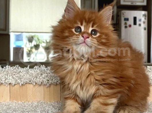 Poly Mainecoon Xl görsel
