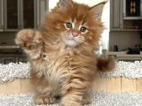 Poly mainecoon xL