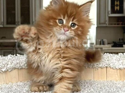 Poly Mainecoon Xl