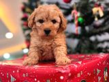 Maltipoo Yavrumuzz