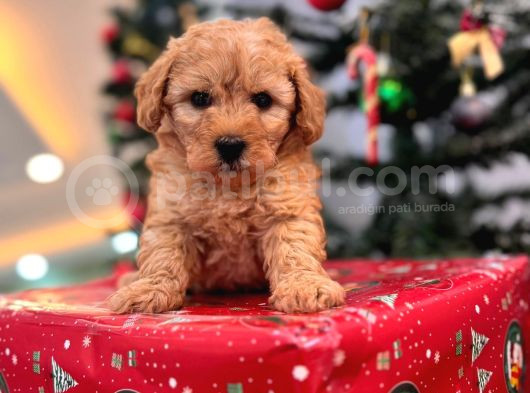Maltipoo Yavrumuzz görsel