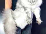 Xl Maine Coon Safkan Secereli̇ Yavrular