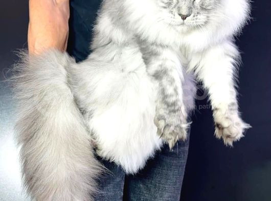 Xl Maine Coon Safkan Secereli̇ Yavrular görsel