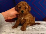 Ev doğumlu Red brown toy poodle erkek acil