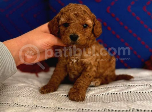 Ev Doğumlu Red Brown Toy Poodle Erkek Acil