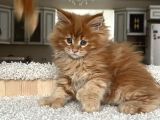 Poly Mainecoon Xl