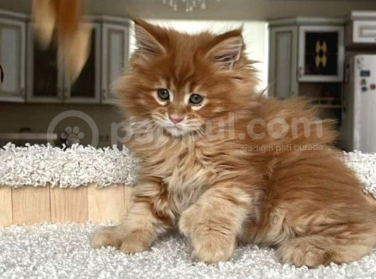 Poly Mainecoon Xl görsel