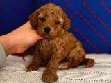 Ev Doğumlu Red Brown Toy Poodle Erkek Acil