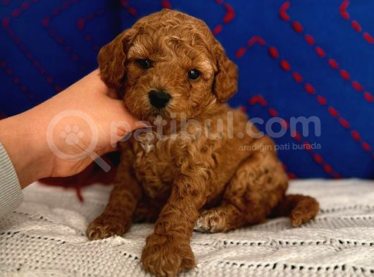 Ev Doğumlu Red Brown Toy Poodle Erkek Acil görsel