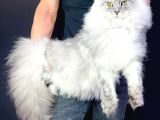 Xl Maine Coon Safkan Secereli̇ Yavrular