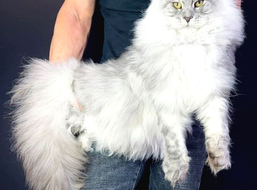 Xl Maine Coon Safkan Secereli̇ Yavrular görsel
