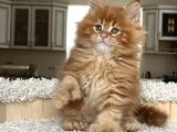 Poly Mainecoon Xl
