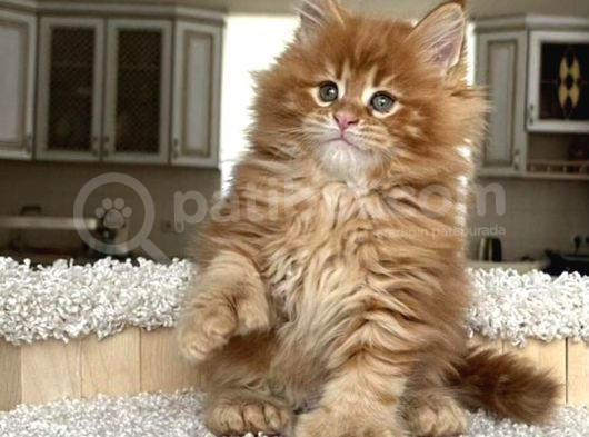 Poly Mainecoon Xl görsel