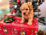 Maltipoo 2 aylık yavru