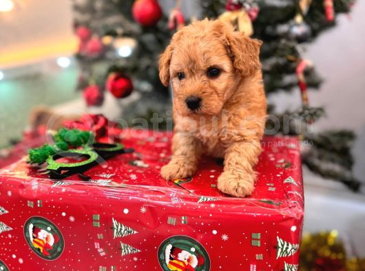 Maltipoo 2 Aylık Yavru