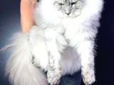 Xl Maine Coon Safkan Secereli̇ Yavrular