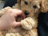 Maltipoo Yavrumuzz