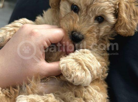 Maltipoo Yavrumuzz görsel