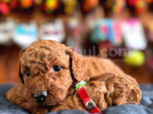 En Zeki Apartman Köpeği A Secereli Toy Poodle görsel