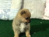 TEA CUP MİKRO BOY POMERANİAN SPİTZ ERKEK YAVRU