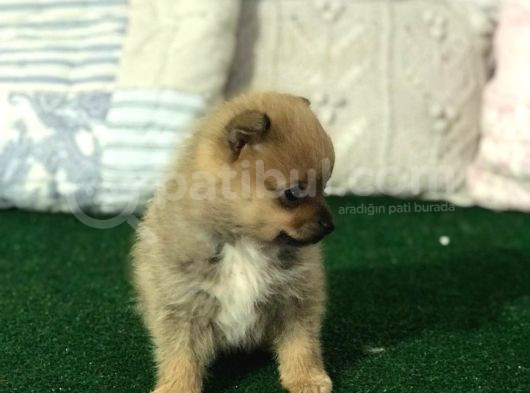Tea Cup Mi̇kro Boy Pomerani̇an Spi̇tz Erkek Yavru