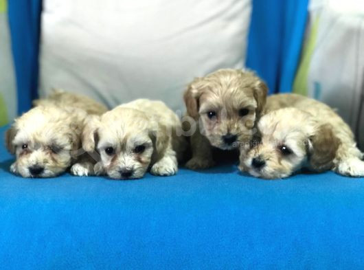 Orji̇nal Gerçek Malti̇poo Yavrular görsel