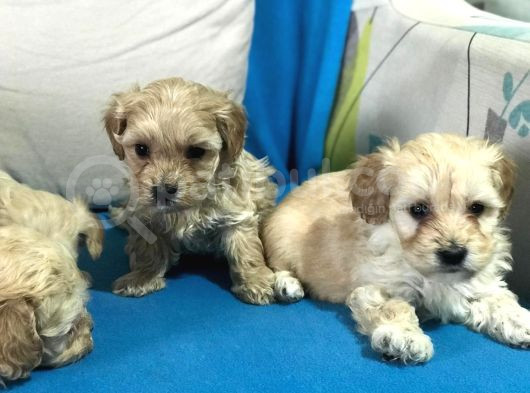 Orji̇nal Gerçek Malti̇poo Yavrular görsel