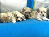 Orji̇nal Gerçek Malti̇poo Yavrular