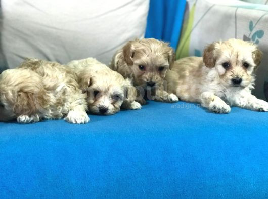 Orji̇nal Gerçek Malti̇poo Yavrular görsel