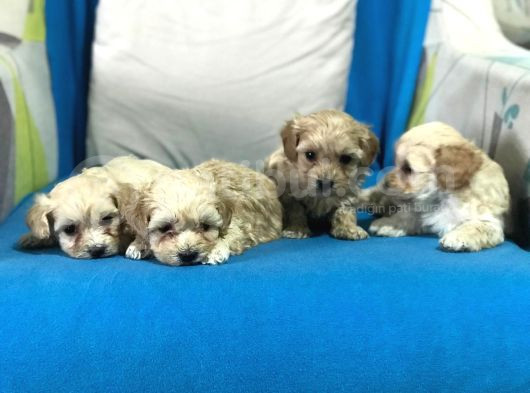 Orji̇nal Gerçek Malti̇poo Yavrular görsel