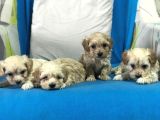 Orji̇nal Gerçek Malti̇poo Yavrular