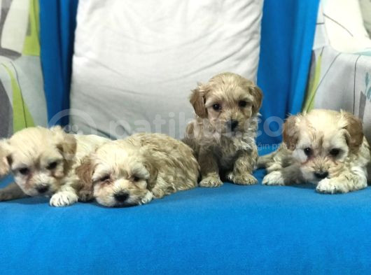 Orji̇nal Gerçek Malti̇poo Yavrular görsel
