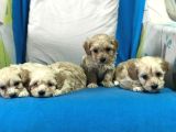 ORJİNAL GERÇEK MALTİPOO YAVRULAR