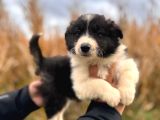 Dunyani̇n En Zeki̇ Irki Border Collie