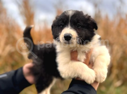 Dunyani̇n En Zeki̇ Irki Border Collie görsel
