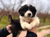 Dunyani̇n En Zeki̇ Irki Border Collie