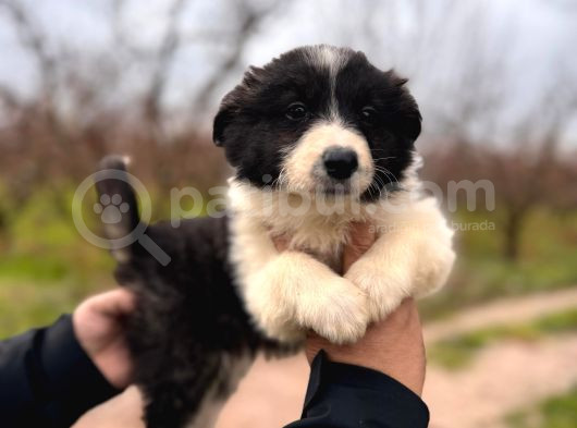 Dunyani̇n En Zeki̇ Irki Border Collie görsel