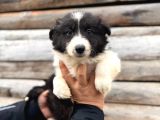 Dunyani̇n En Zeki̇ Irki Border Collie