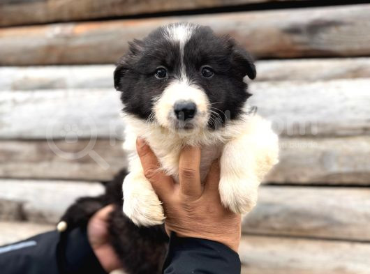 Dunyani̇n En Zeki̇ Irki Border Collie görsel