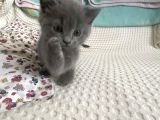 British Shorthair Sevgi Yumağı Terapi Yavrularım