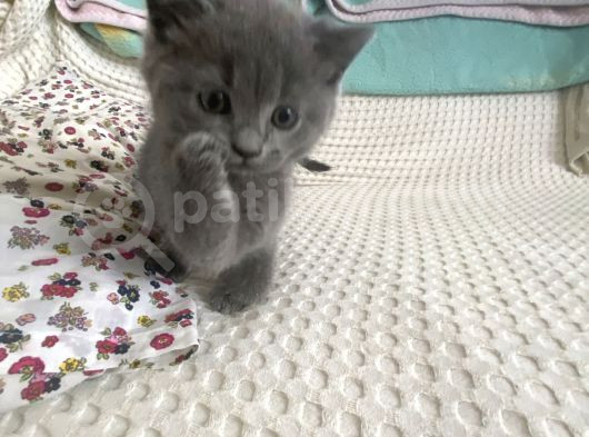 British Shorthair Sevgi Yumağı Terapi Yavrularım