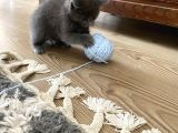 British Shorthair Sevgi Yumağı Terapi Yavrularım