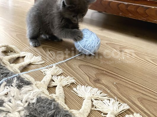 British Shorthair Sevgi Yumağı Terapi Yavrularım görsel