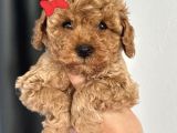 TOY POODLE YAVRULARIMIZ