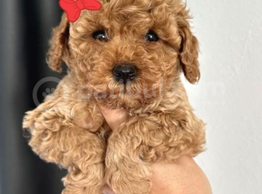 Toy Poodle Yavrularimiz