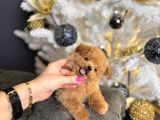 TEACUP POODLE YAVRULARI