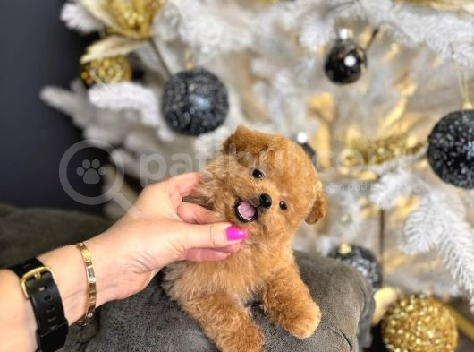 Teacup Poodle Yavrulari