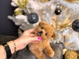 Teacup Poodle Yavrulari