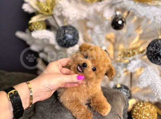 Teacup Poodle Yavrulari görsel